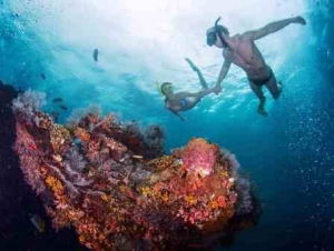 Paket Snorkeling Karimunjawa Murah Acara Liburan Seru