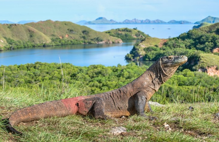 pulau-rinca-komodo