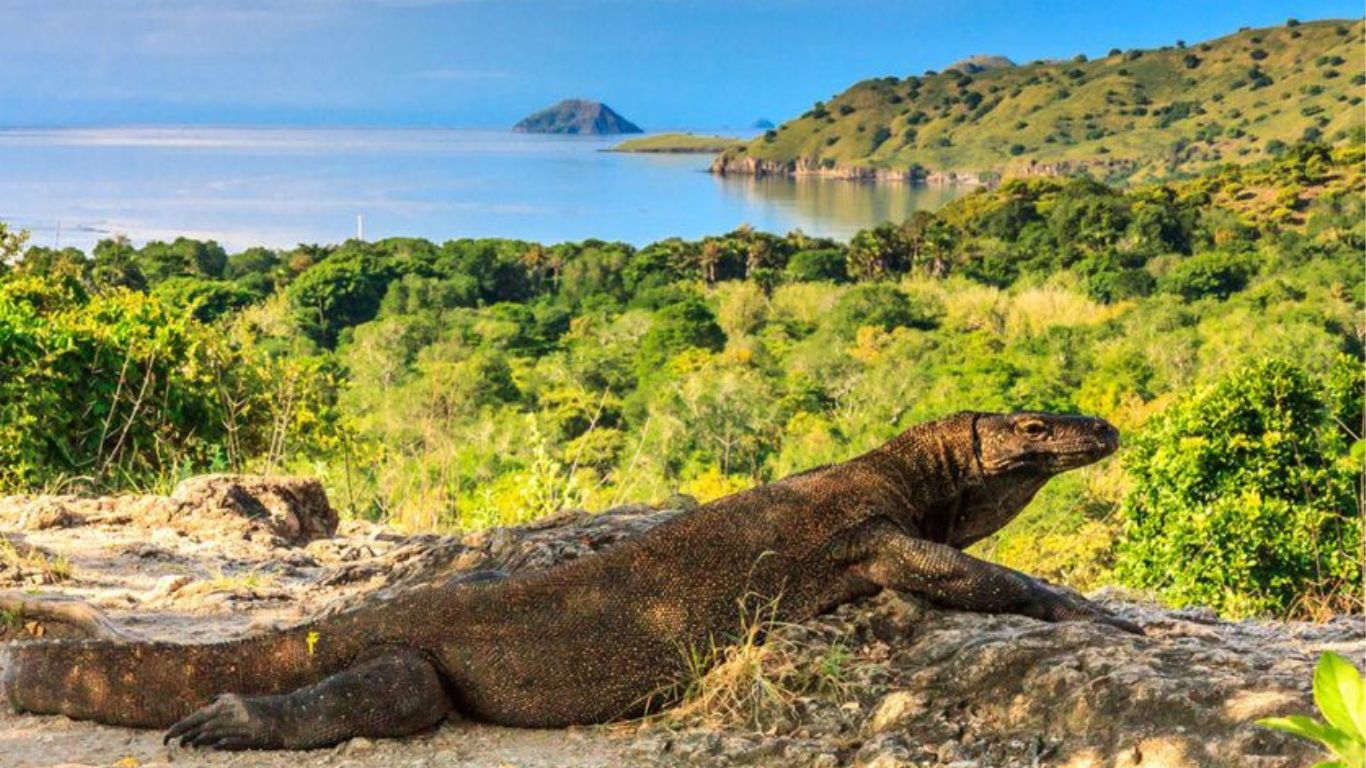 tempat wisata labuan bajo